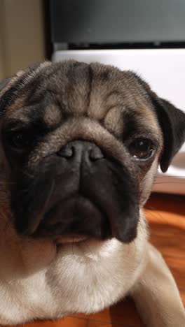 pug dog