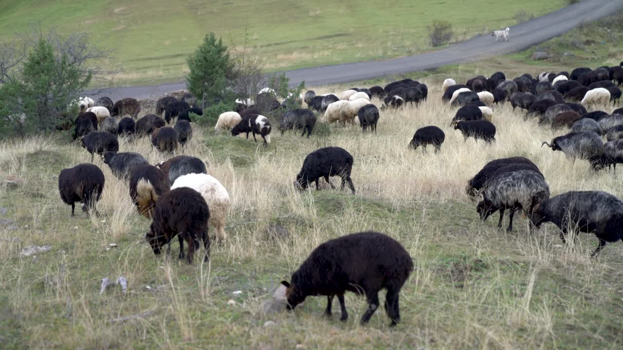 아름다운 산 들판 에 있는 양