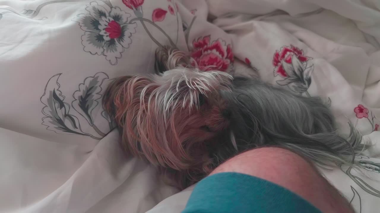 주인 옆에 있는 침대 시트에서 쉬고 있는 귀여운 요키 개