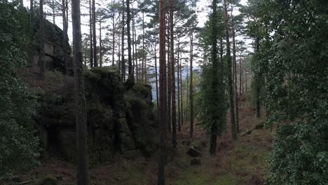 bosque verde en el día de primavera