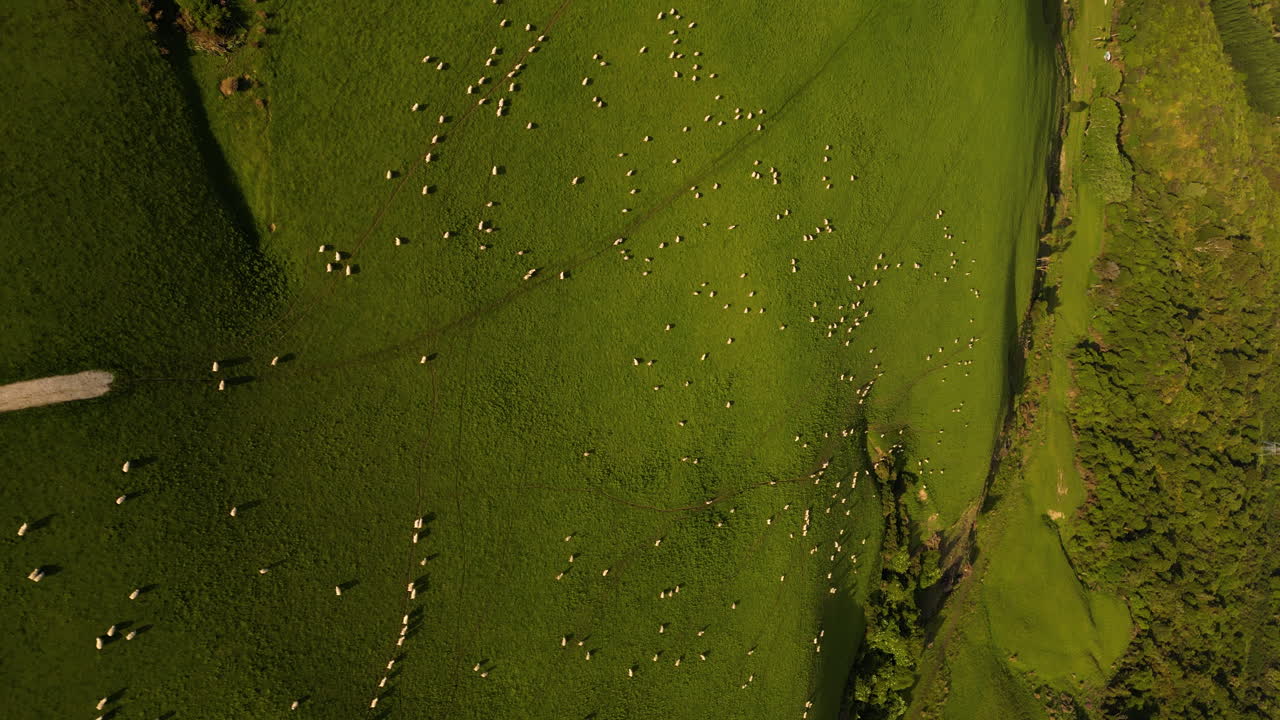 던스데일 지역의 수직 비디오