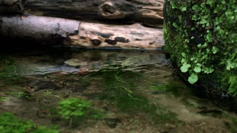 Kaltes-Wasser-Fließt-Aus-Der-Quelle-Zwischen-Umgestürzten-Bäumen-Und-Großen-Steinen