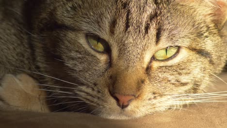 close-up of tabby cat's face - sleepy cat resting