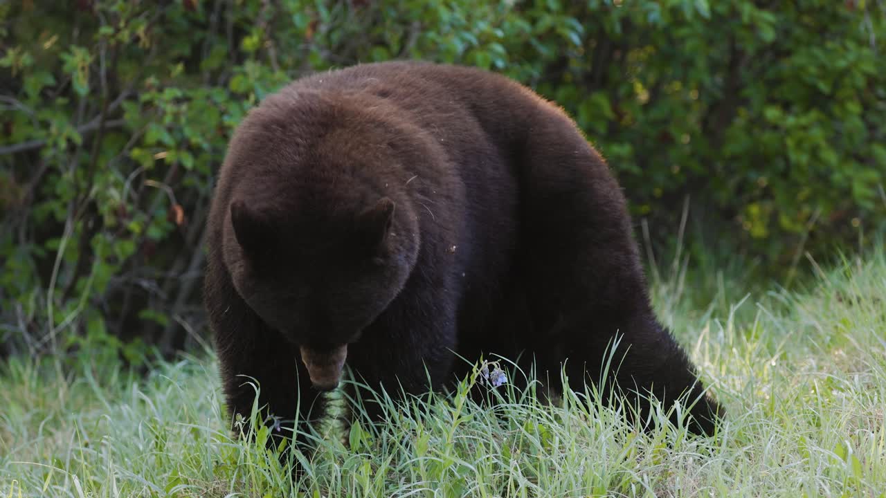un oso negro se ve casualmente buscando comida en un prado verde iluminado por el sol rodeado de denso follaje forestal