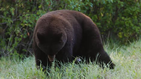 a black bear is seen casually foraging for food in a sunlit green meadow surrounded by dense forest foliage