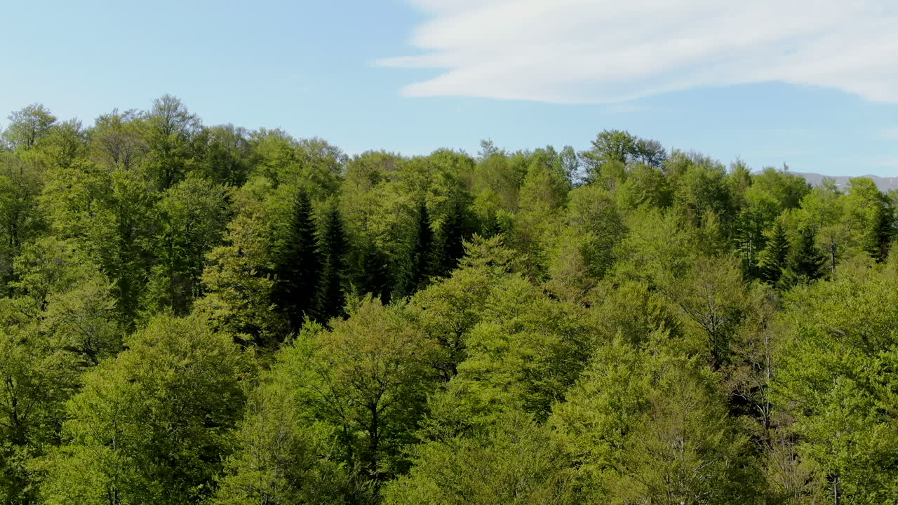 View of a dense forest with green trees under a blue sky with some clouds The trees cover a hill