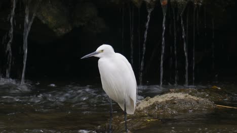 little egret hunting near a waterfall standing in shallow stream rapids and drinking water with beak - front view