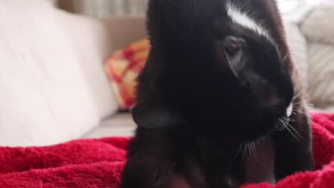 a black and white cat on red blanket licking its body and removing dirt - close up