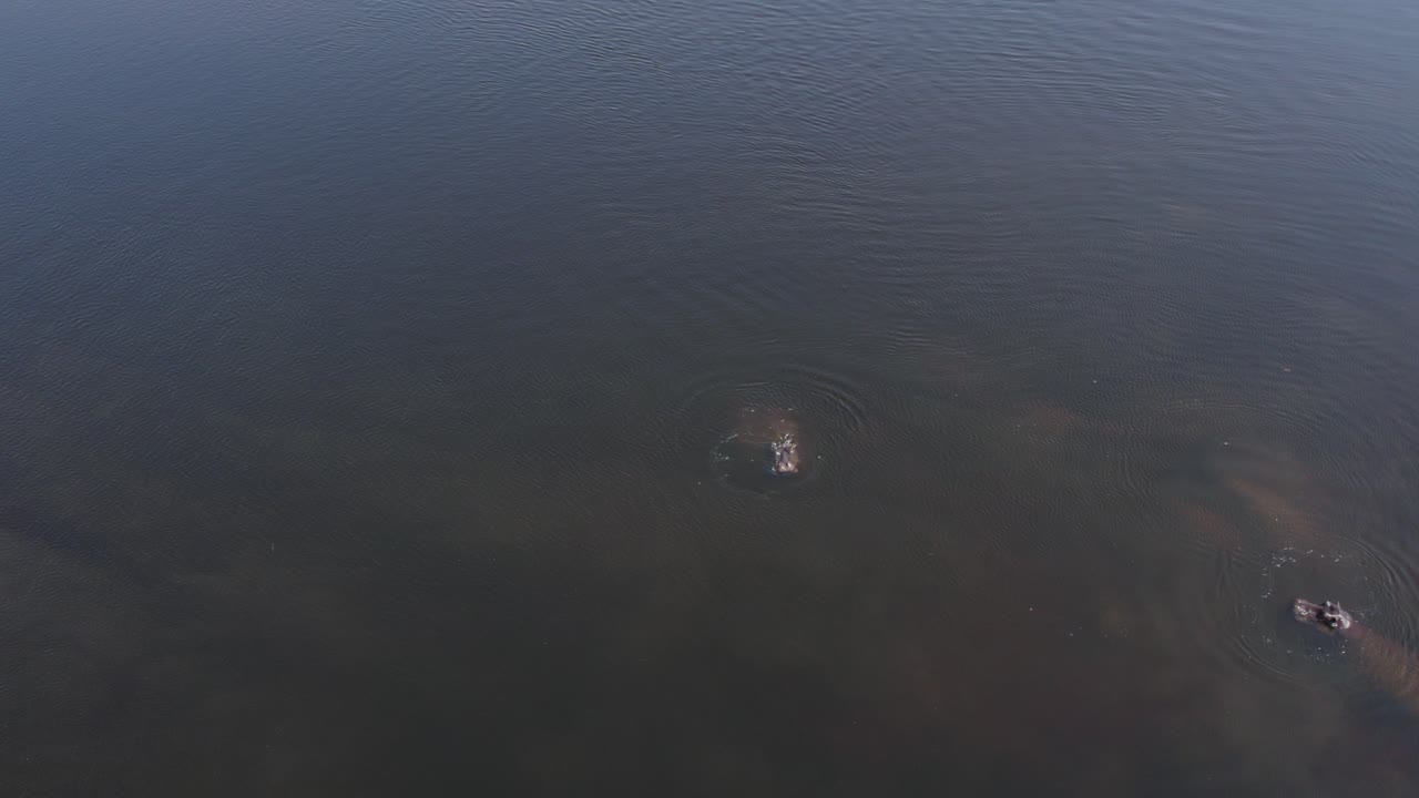 бегемот в реке куандо в африке охрана дикой природы в намибии, аэрофотосъемка