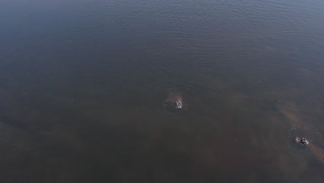 Hippo-in-Cuando-River-in-Africa-Wildlife-Conservation-in-Namibia,-Aerial