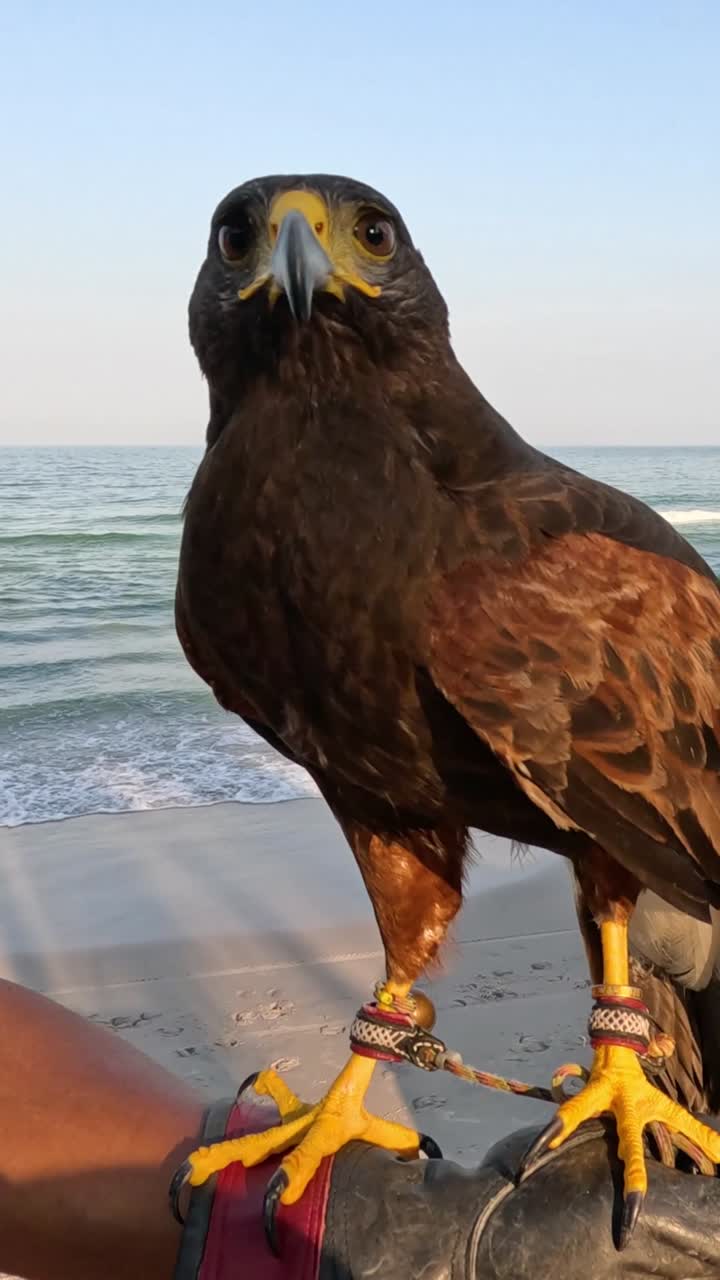 Um falcão majestoso pousa em uma luva de falcoaria com o oceano e uma praia arenosa ao fundo.
