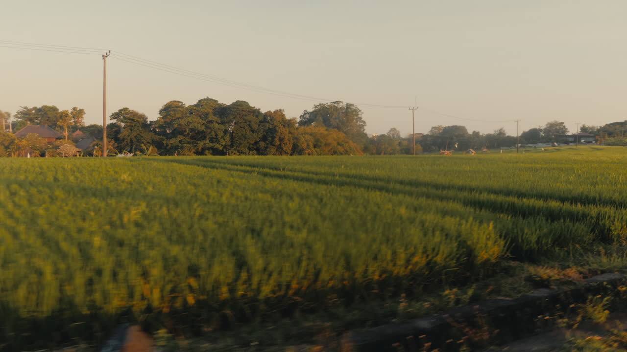 Beautiful Rice Paddies at Sunrise/Sunset in Bali