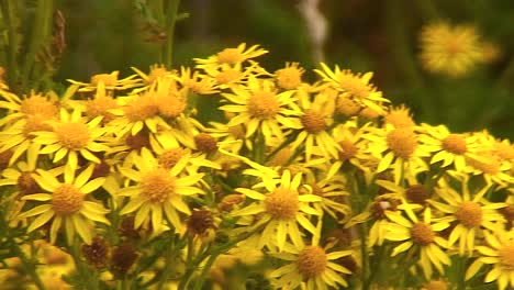 Oxford-Ragwort-growing-on-wasteland-in-the-English-town-of-Oakham-in-Rutland