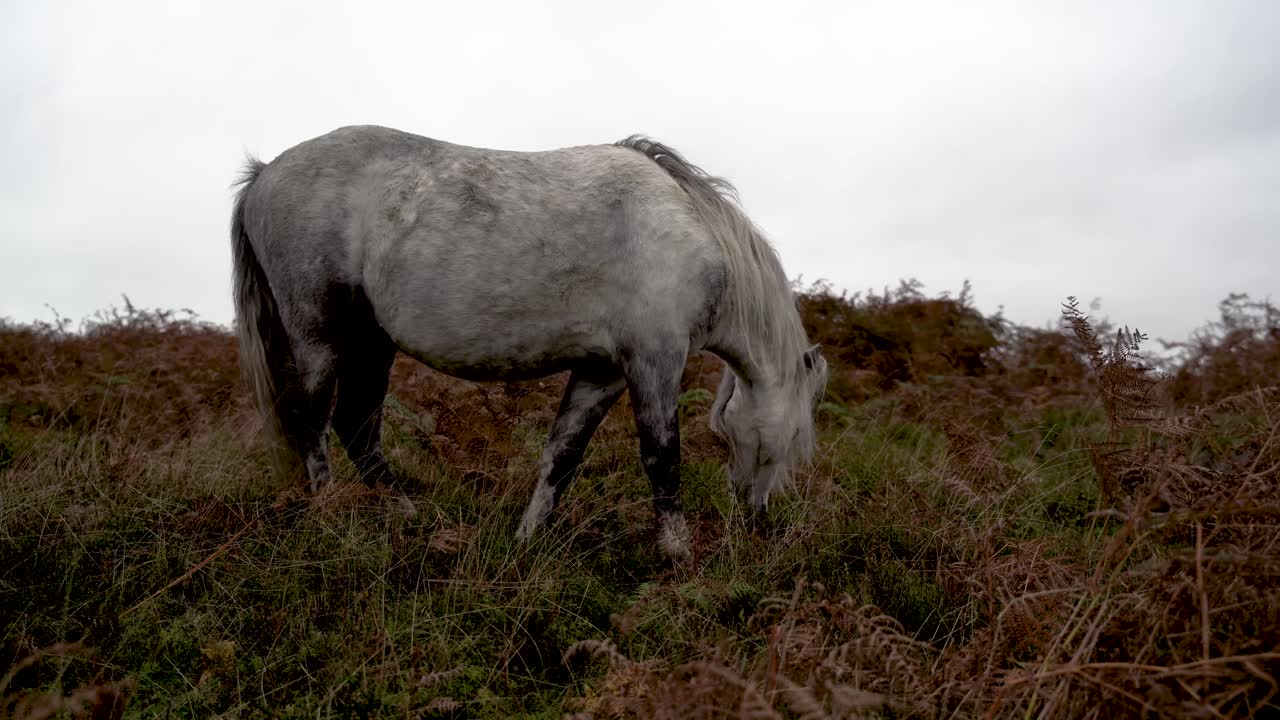 disparo en ángulo bajo, caballo blanco salvaje pastando en helechos en el área de belleza natural de las colinas de shropshire