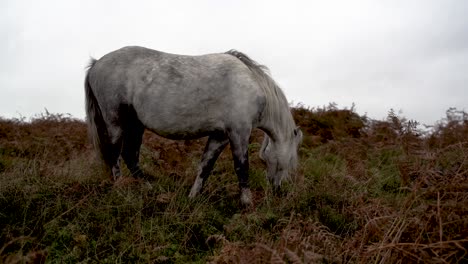 Low-angle-shot,-Wild-White-Horse-grazing-in-ferns-at-Shropshire-Hills-Area-of-Natural-Beauty