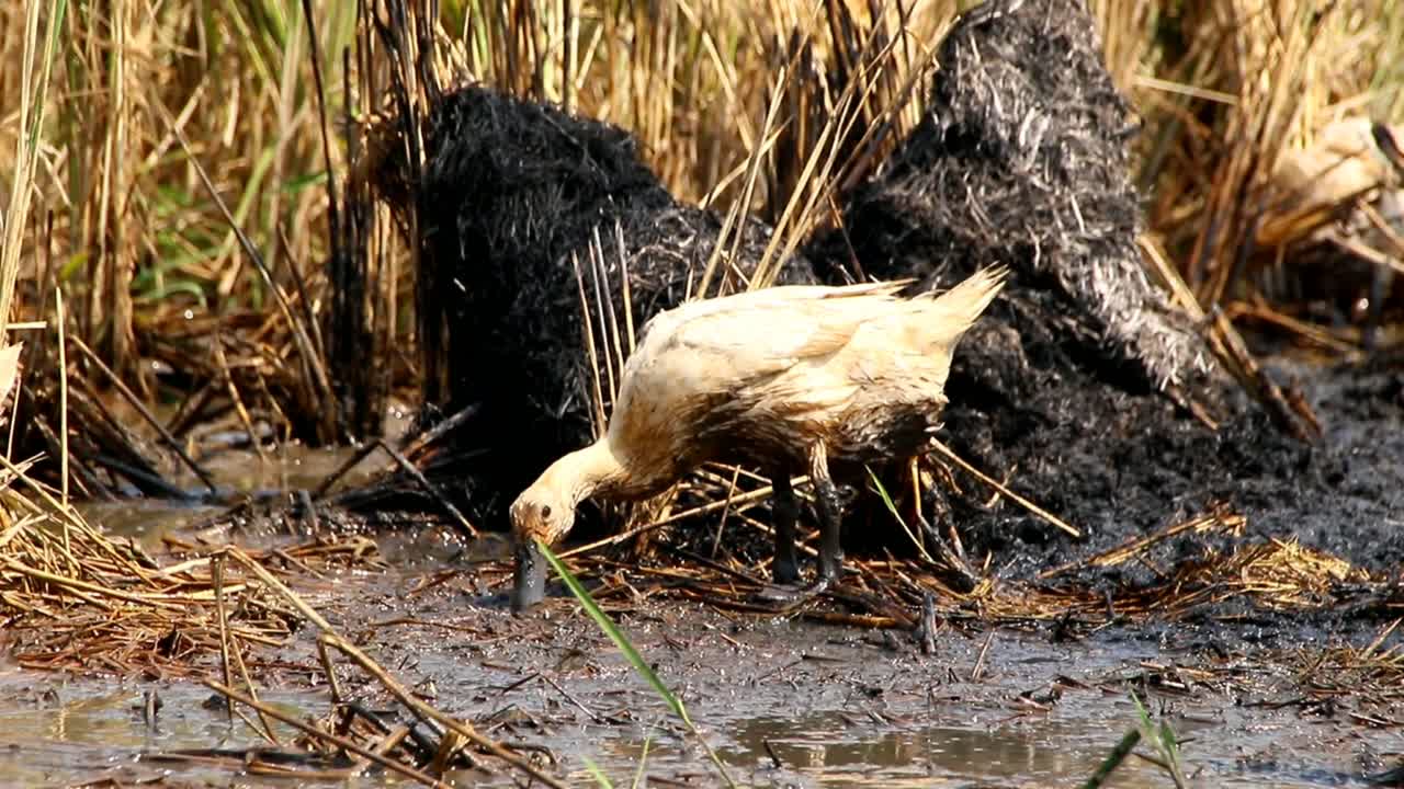 들판에서 먹이를 찾는 오리 떼