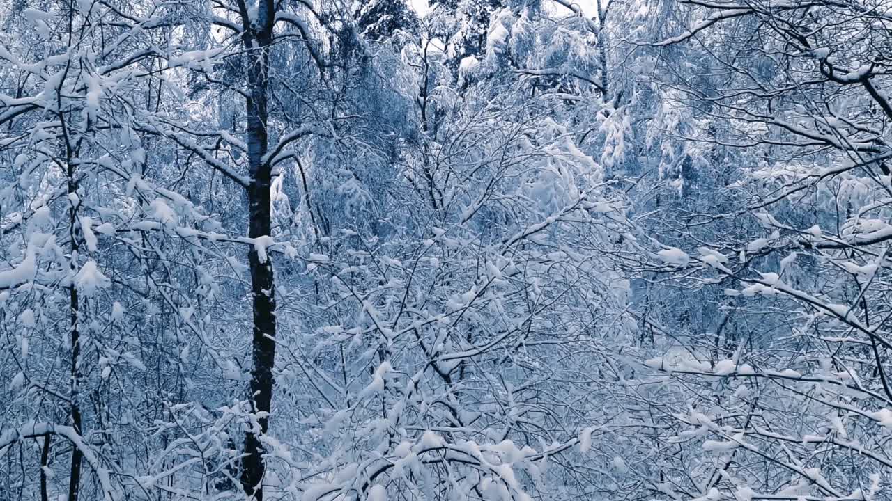 rami innevati nella foresta. sfondo fata invernale