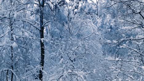 Snowy-branches-in-forest.-Winter-fairy-background