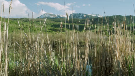 Dolly-shot-of-Cattails-in-front-of-Pond-Lake-Scenic-Landscape-with-Colorado-Mountain-backdrop