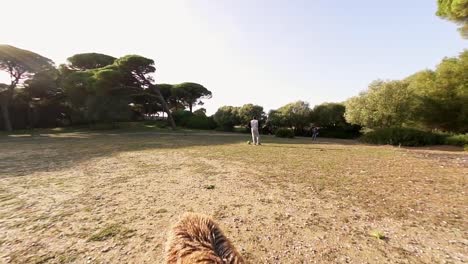 Dog-with-brown-curly-fur-jumping-to-grab-a-toy-in-a-field