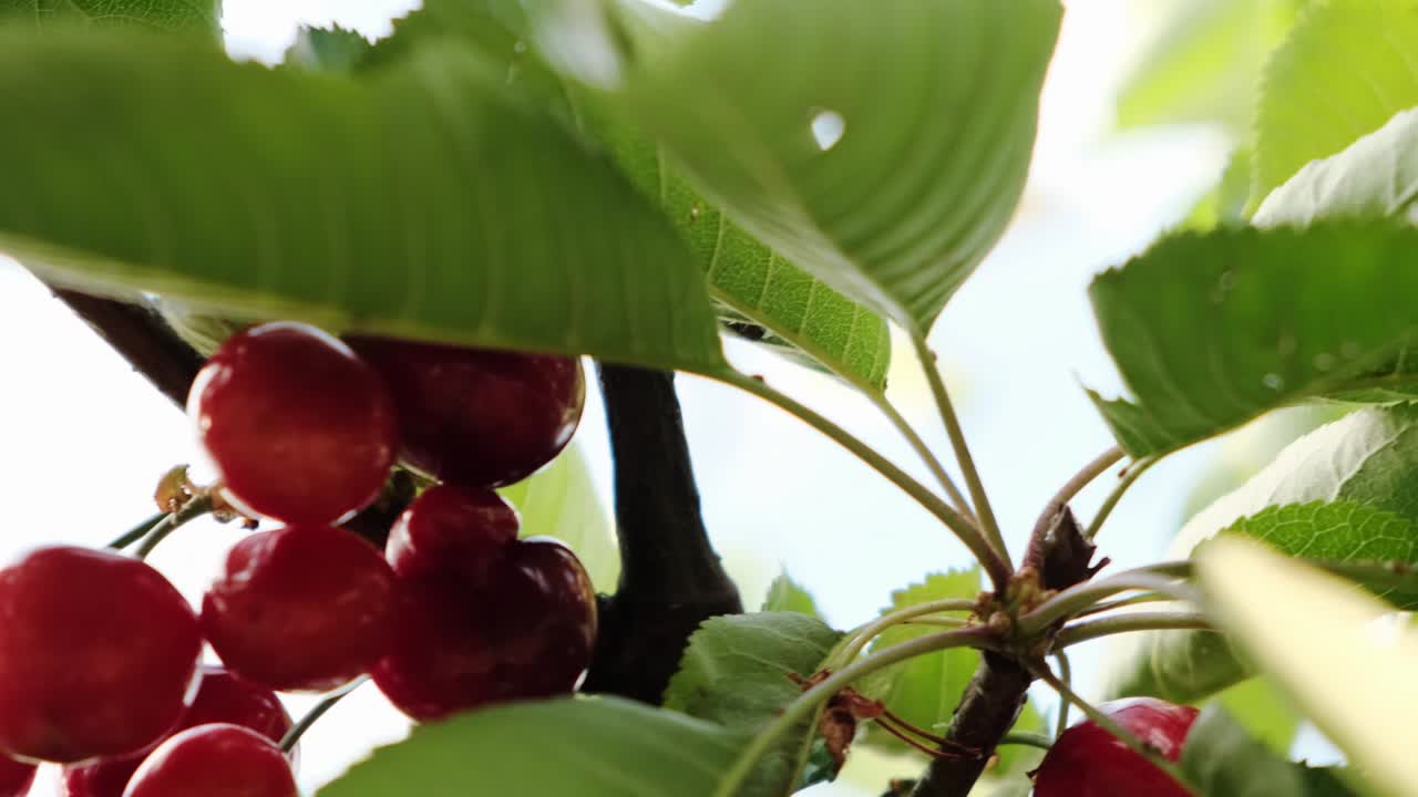 Rekaman genggam buah ceri merah yang indah dan matang di bawah sinar matahari musim panas.