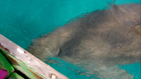 Large-dugong-sea-cow-swims-to-ocean-surface-with-a-spray-of-water-from-nostrils,-swimming-along-small-fishing-boat-in-Alor-Island,-East-Nusa-Tenggara,-Indonesia