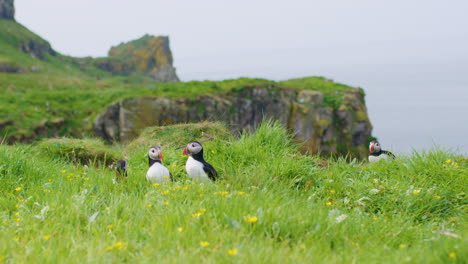 Atlantic-Puffins-in-tall-grass-on-cliff-in-Scotland,-Slomo