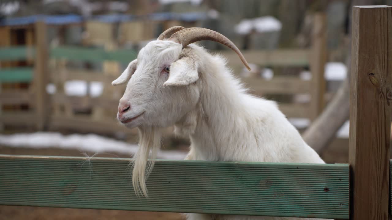 White Goat Outside The Fence Cage At Rabbit's Forest Petting Zoo And Cafe In PyeongChang-gun, Gangwon Province, South Korea. Close-up Shot
