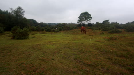 Matorral-Abierto-Con-Ponis-Del-Bosque-Nuevo-Pastando-En-El-Bosque-Nuevo