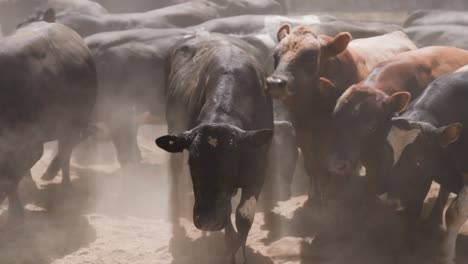 beef cows anxiously staring at camera in dusty yard, creating stampede, herd of cows