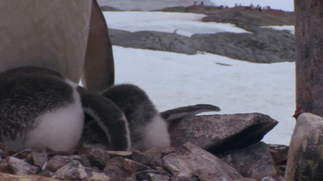 los pingüinos bebés están protegidos por su madre en la antártida