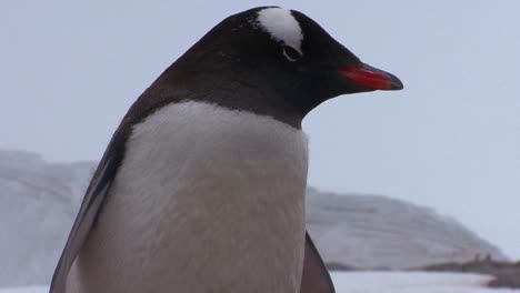 Baby-penguins-are-sheltered-by-their-mother-in-Antarctica