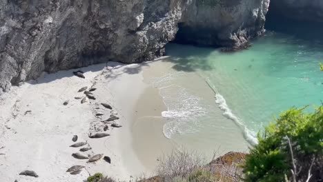 harbor seals resting on a protected beach at point lobos state park in monterey, california