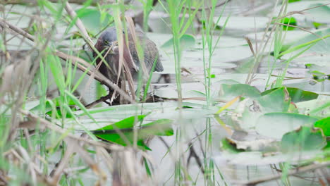 green-heron-resting-by-lily-pads-in-everglades-swamp