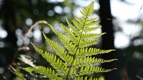 close up shot of a fern leaf blowing gently in the wind in direct sun light