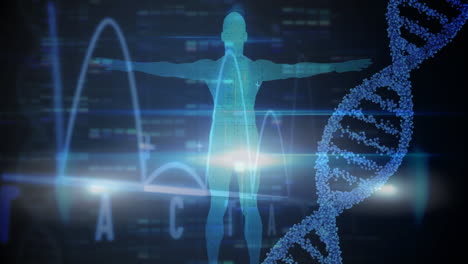3d 파란색 dna 가닥 스핀과 인간 모델에 대한 데이터 처리 애니메이션
