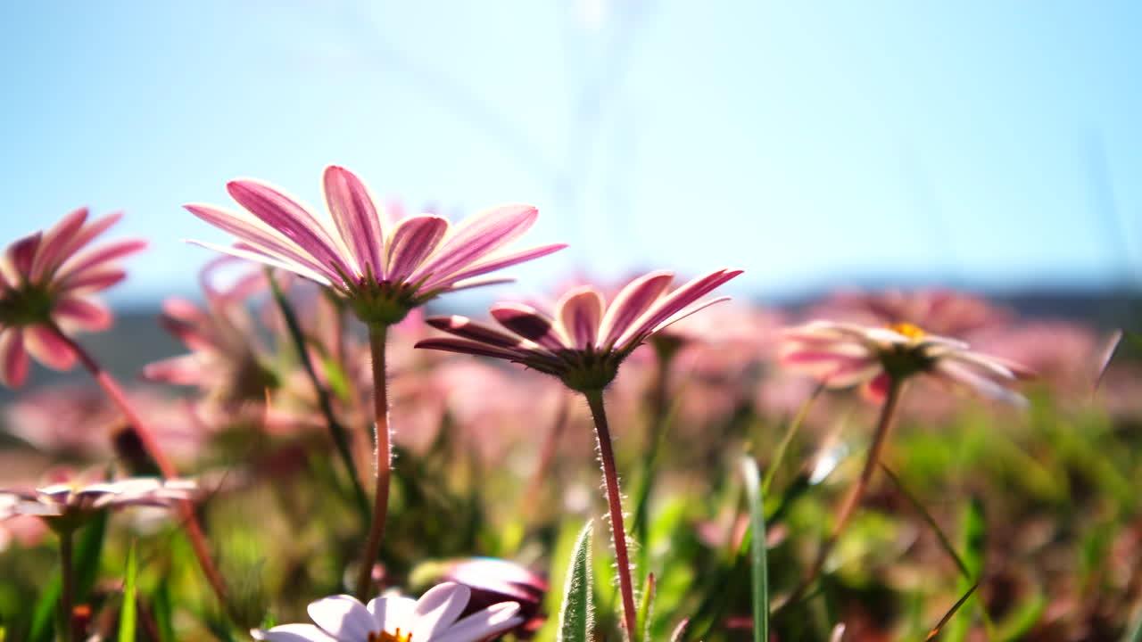 Bellissimi fiori selvatici rosa e viola in un campo