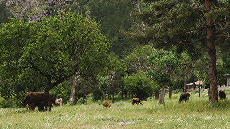 Cows-Grazing-in-Green-Pasture-During-Summer,-Georgia,-Pan