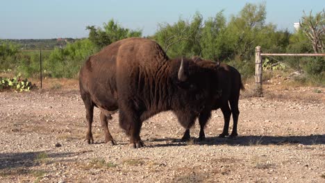 huge bison bull eating with herd