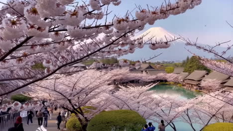 stunning cherry blossoms and mount fuji in japan