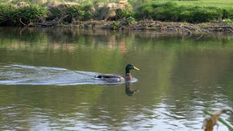 Stockente-Schwimmen-Stromaufwärts-Auf-Dem-Fluss-Wye-Im-Peak-District,-Derbyshire,-Großbritannien