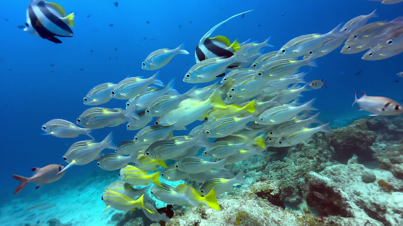 School of tropical fish including bluestripe snapper, pennant coralfish, striped large-eye bream near Mnemba Island, Zanzibar, Tanzania.