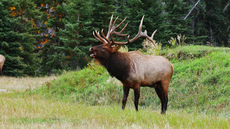 Großer-Elch,-Der-Während-Der-Brunftzeit-In-Alberta,-Kanada,-Auf-Der-Wiese-Wandert