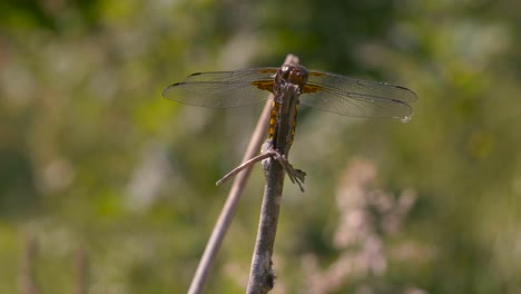 Close-up-of-a-dragonfly-from-the-front,-it-observes-around-it-then-it-flies-away-in-slow-motion