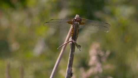 primer plano de una libélula desde el frente, observa a su alrededor y luego se va volando en cámara lenta