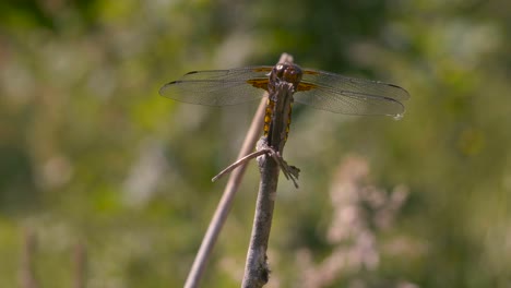 close-up of a dragonfly from the front, it observes around it then it flies away in slow-motion