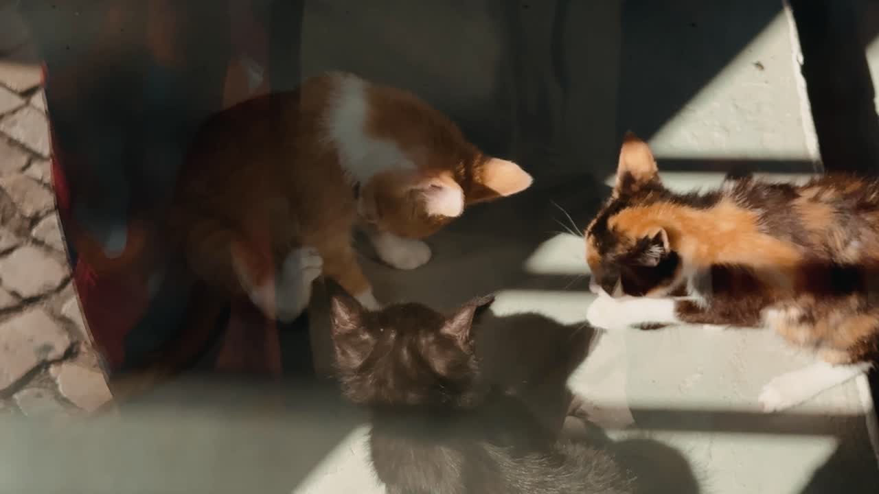 Three kittens playing