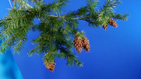 pine cones branches in breeze bluescreen for compositing
