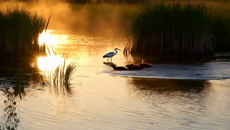 egret and ducks in misty golden sunrise wetland