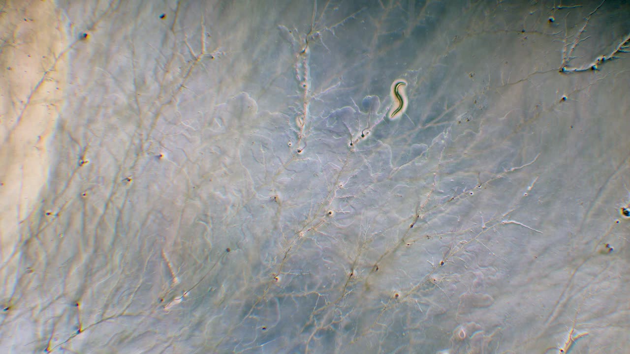 Single nemotode moving in Petri dish agar substrate